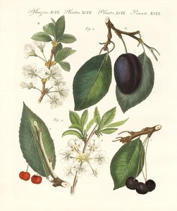 German Kind of Fruits