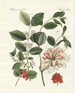 German Kinds of Woods (coloured engraving)
