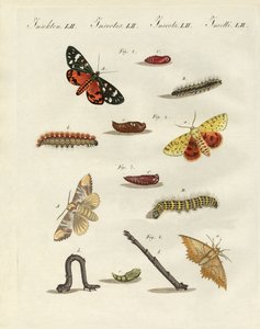 German Moths