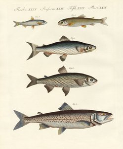 German River Fish by German School