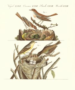 German Singing Birds