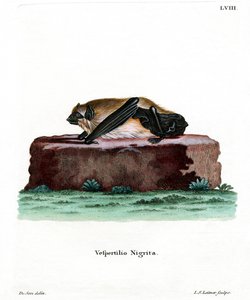 Giant House Bat by German School