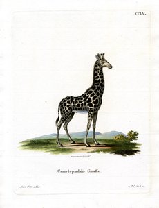 Giraffe by German School