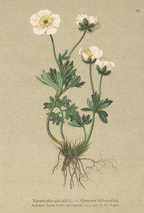 Glacier Crowfoot