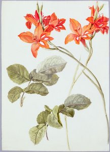 Gladiolus and Rose Leaves by German School