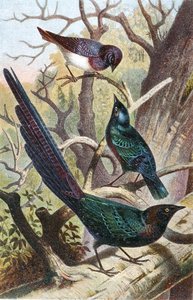 Glossy Starlings, plate from "Brehms Tierleben: Allgemeine Kunde des Tierreichs", vol 4, p. 392, published by Bibliographisches Institut by German School