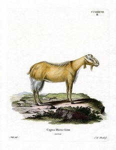 Goat Without Horns by German School