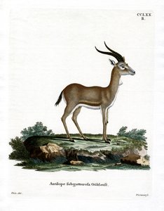 Goitered Gazelle by German School