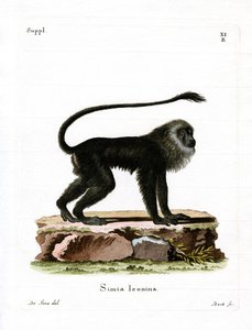 Golden Lion Tamarin