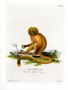 Golden Lion Tamarin