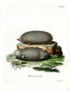Golden Mole by German School