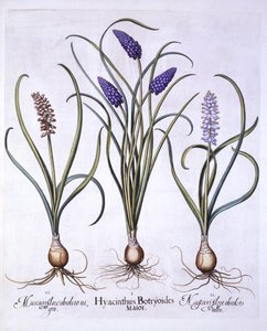 Grape Hyacinths, from Hortus Eystettensis by German School