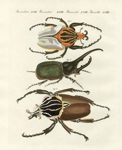 Great and rare foreign beetles