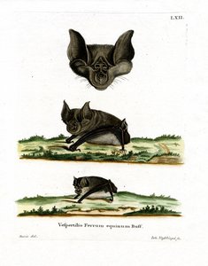 Greater Horseshoe Bat by German School