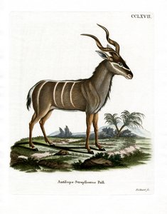 Greater Kudu