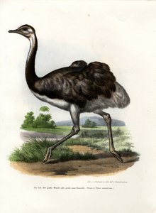 Greater Rhea by German School