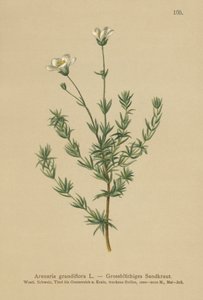 Greater Sandwort by German School