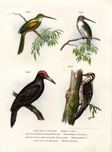Green-Tailed Jacamar