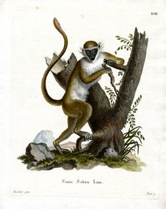 Green Monkey