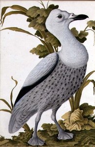 Grey Goose by German School