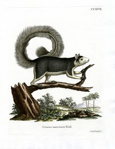 Grizzled Giant Squirrel by German School