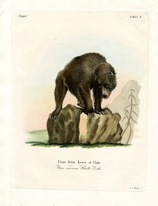 Grizzly Bear by German School