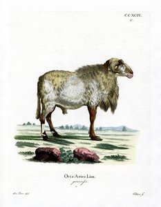 Guinea Sheep by German School