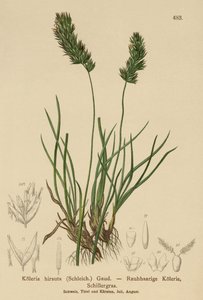 Hair-Grass