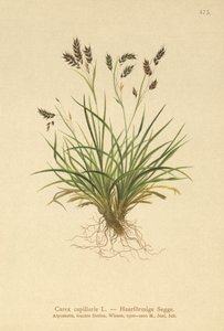 Hair-like Sedge