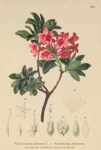 Hairy Alpenrose