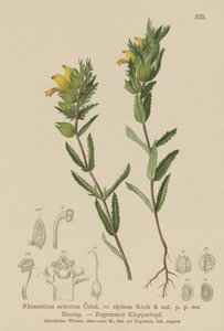 Hairy Yellow Rattle by German School