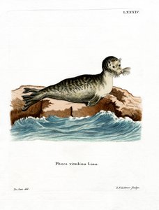 Harbor Seal