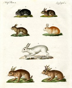 Hares and Rabbits by German School
