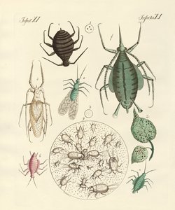 Harmful Insects