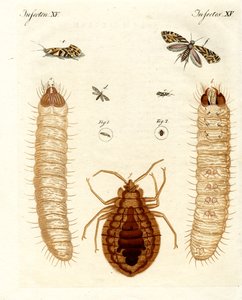 Harmful Insects by German School