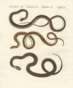 Harmless snake