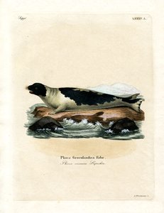 Harp Seal