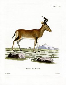 Hartebeest by German School