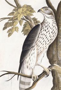 Hawk, 1750-1800 by German School