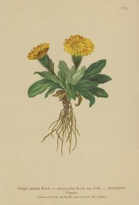 Hawks-beard by German School