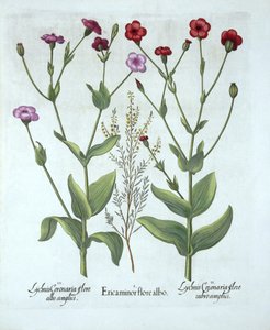 Heather and Two Kinds of Lychnis, from Hortus Eystettensis by German School