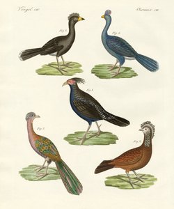 Hen-like Birds of Hot Countries