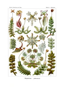 Hepaticae