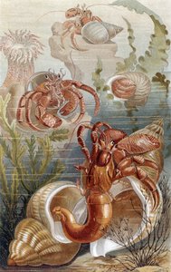 Hermit Crabs, plate from Brehms Tierleben by German School