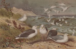 Herring Gull and Great Black-Backed Gull, plate from Brehms Tierleben
