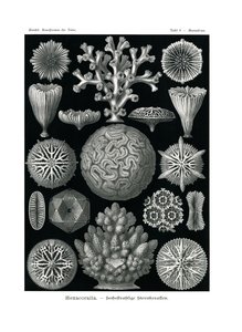 Hexacoralla, 1899-1904