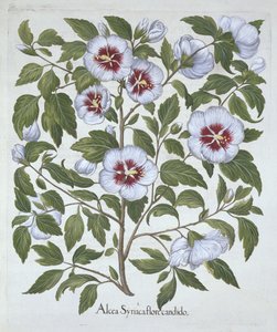 Hibiscus Syriacus, from Hortus Eystettensis by German School