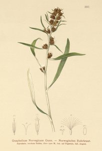 Highland Cudweed