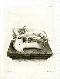 Hippo Skull by German School