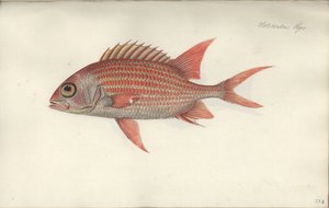 Holocentrus Ascensionis, before 1790
